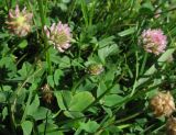 Trifolium fragiferum. Цветущие растения на лугу. Украина, окрестности Львова. Июль 2006 г.