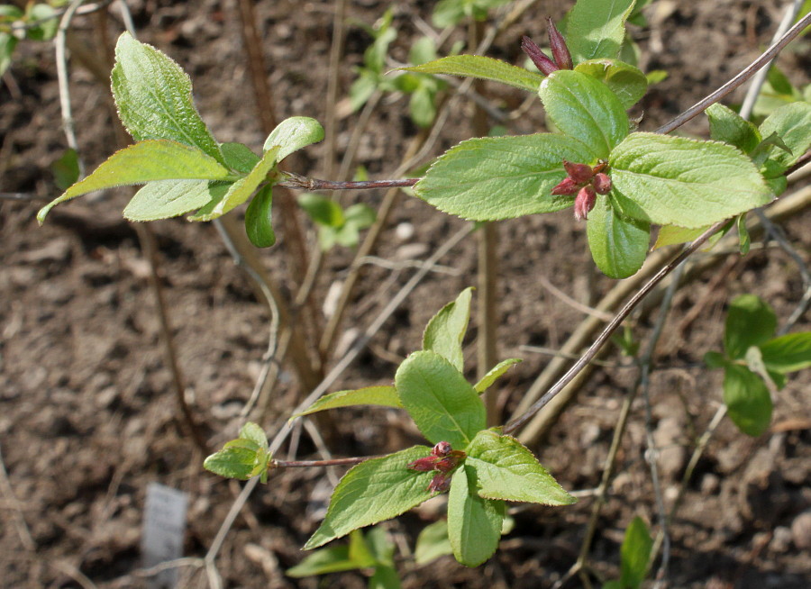 Image of Weigela praecox specimen.