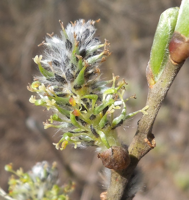 Изображение особи Salix gmelinii.