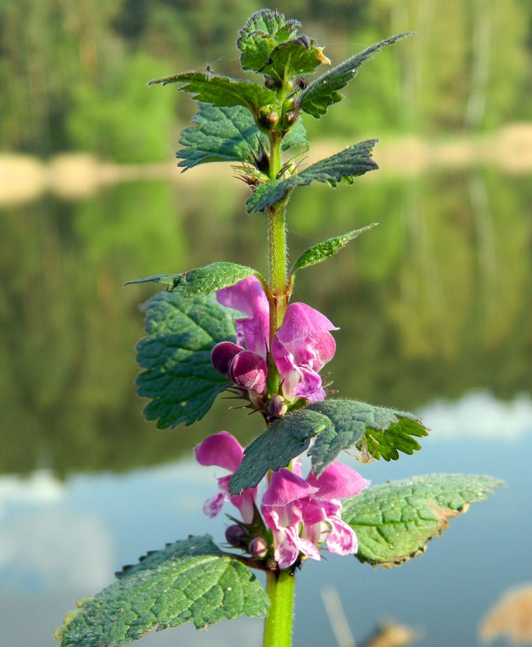 Изображение особи Lamium maculatum.