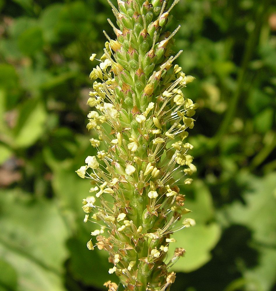 Image of Plantago major specimen.