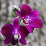 genus Dendrobium. Цветки и бутон. Таиланд, провинция Краби, курорт Ао Нанг. 15.12.2013.