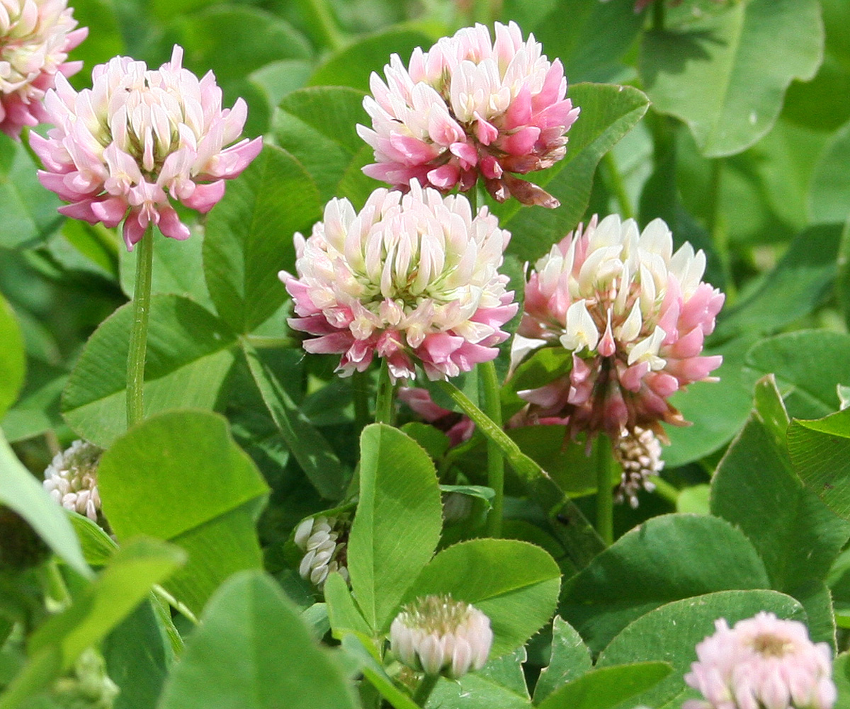 Изображение особи Trifolium hybridum.