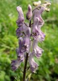 Aconitum septentrionale