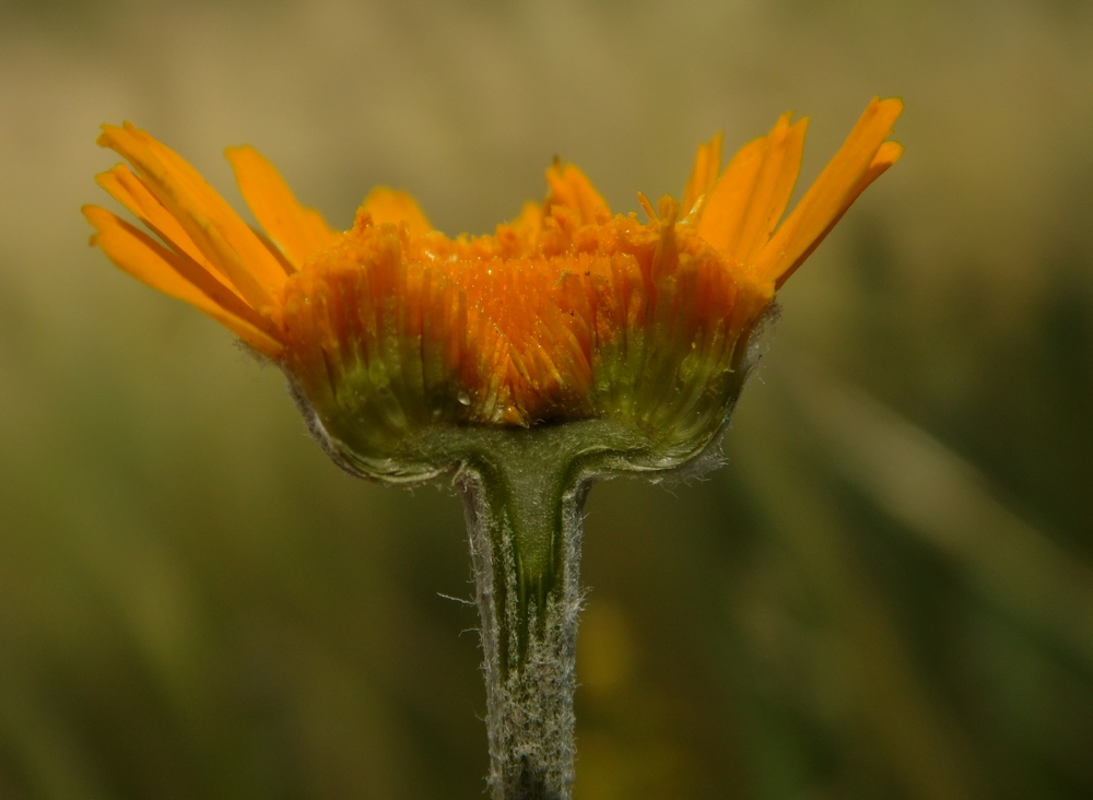 Image of Anthemis tinctoria specimen.