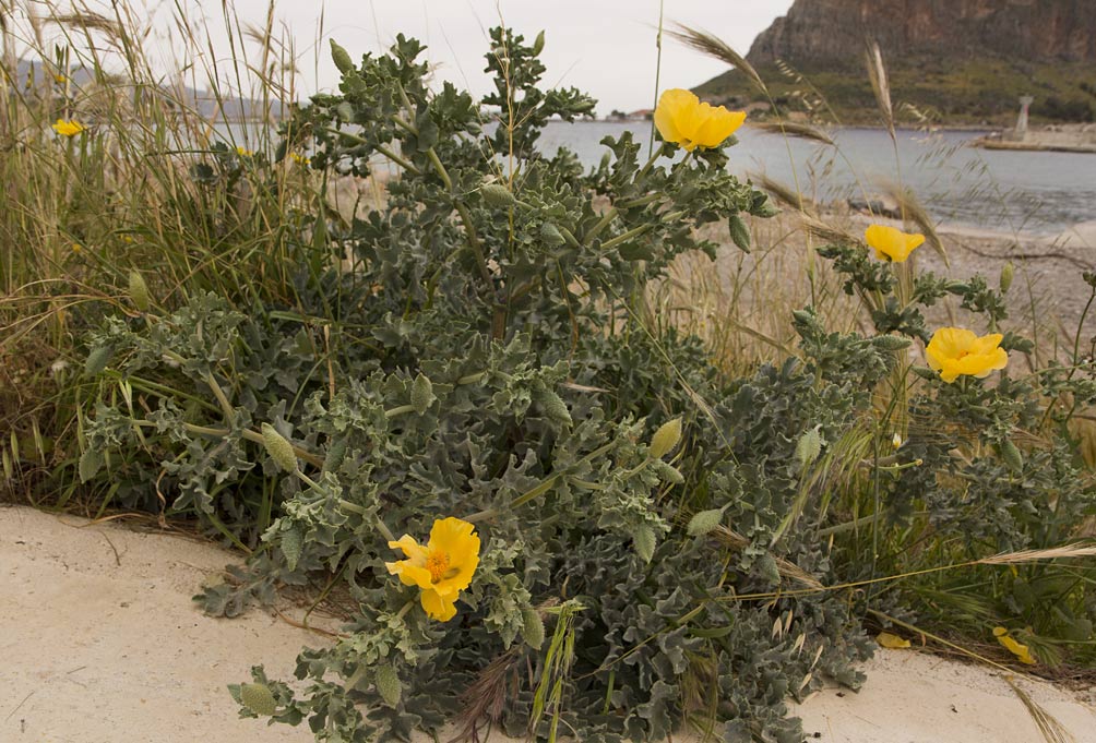 Image of Glaucium flavum specimen.