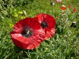 Papaver setiferum