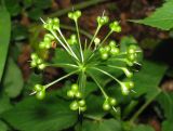 Allium ursinum. Соплодие. Украина, Львовская обл., Дрогобычский р-н, г. Трускавец, Помярки, лес. 03.06.2014.