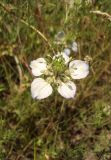 Nigella arvensis