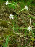 Silene italica