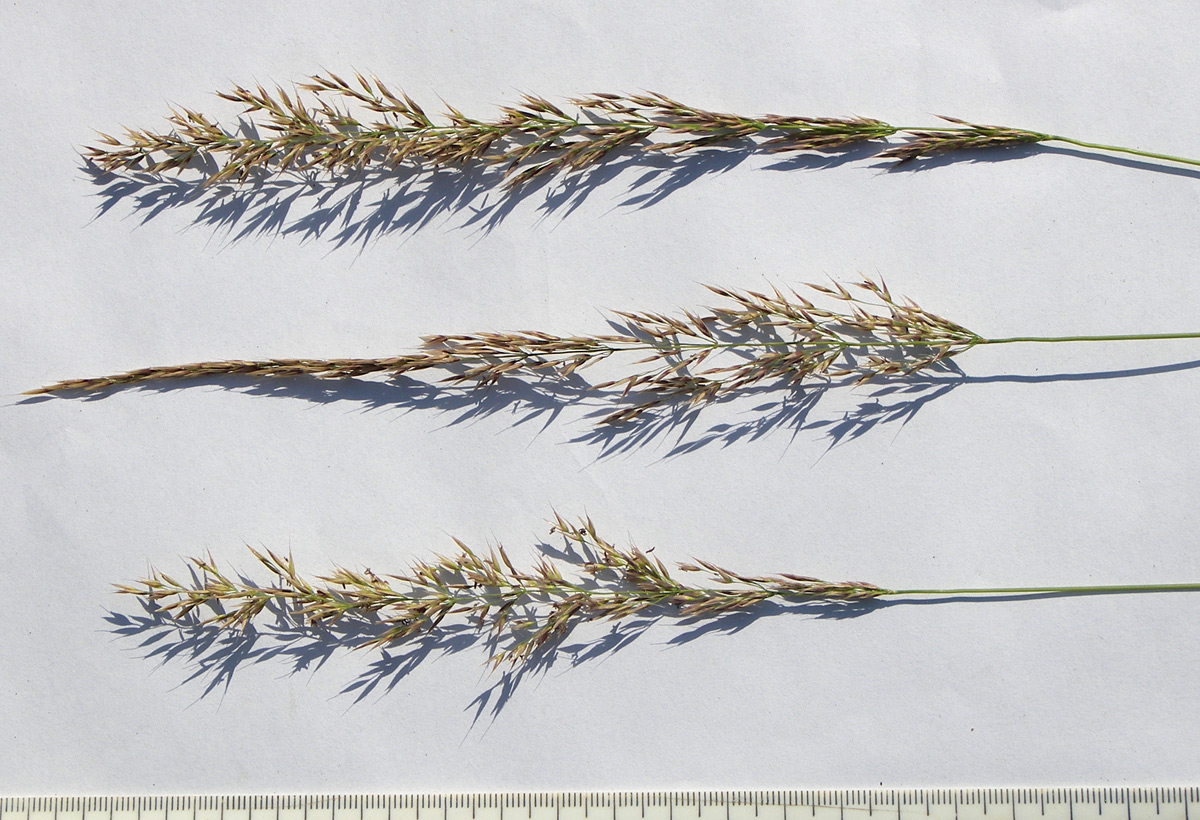 Image of Agrostis balansae specimen.