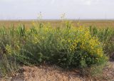 Medicago romanica