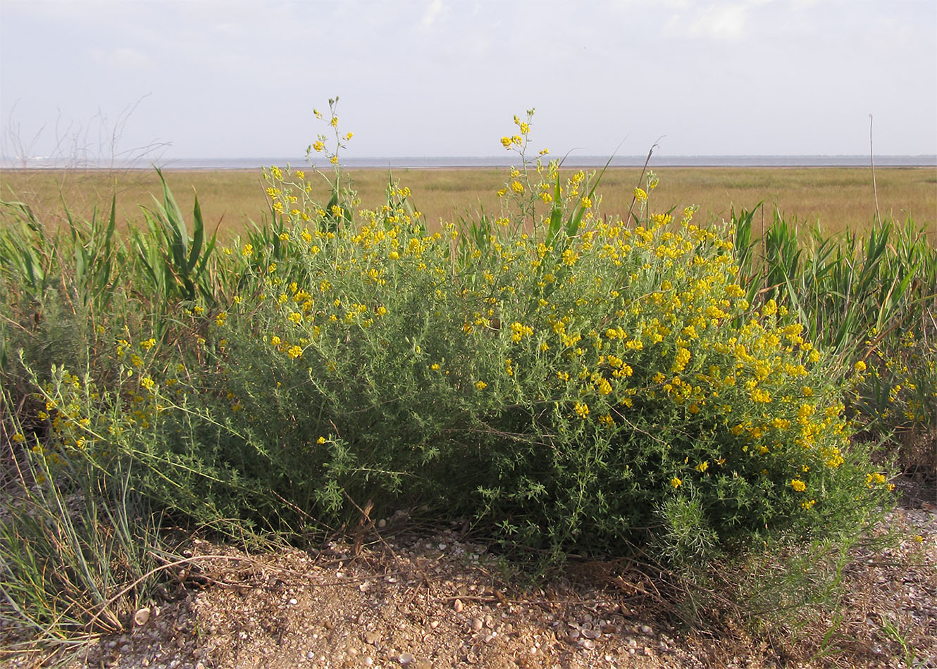 Изображение особи Medicago romanica.