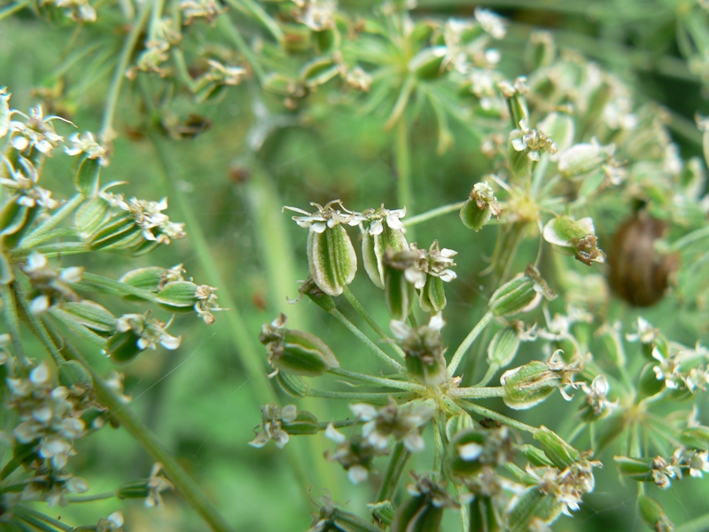 Image of Angelica sylvestris specimen.