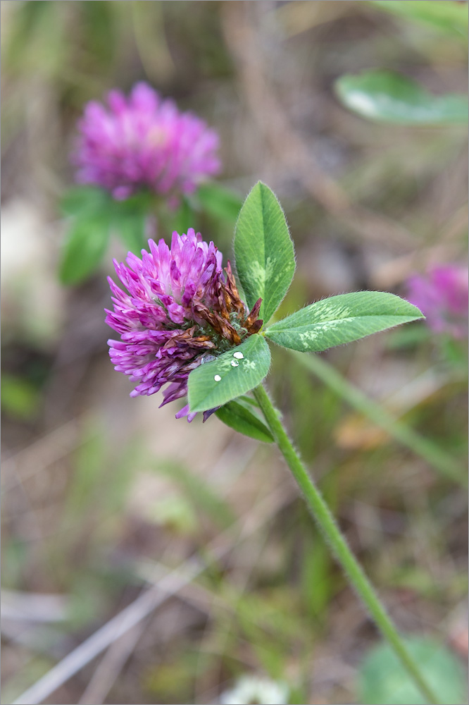 Изображение особи Trifolium pratense.