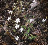 Silene rupestris