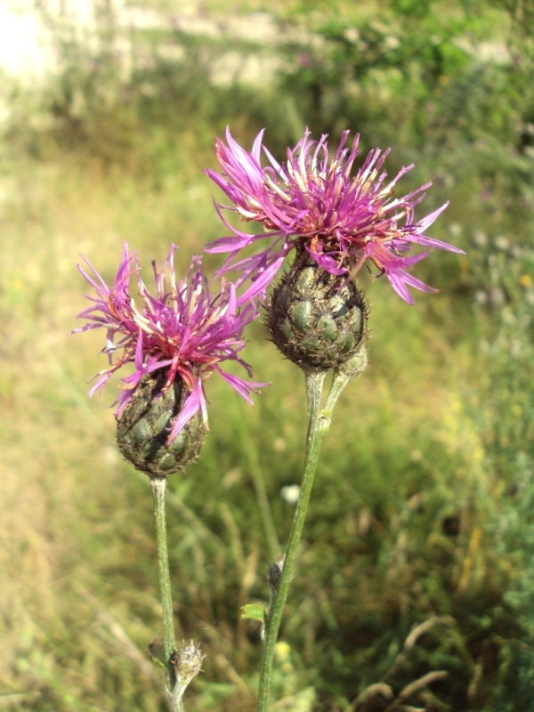 Image of Centaurea scabiosa specimen.