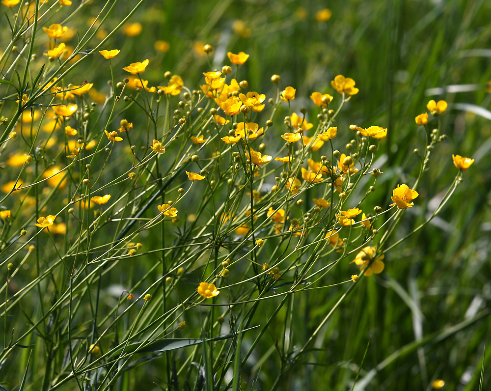 Изображение особи Ranunculus acris.