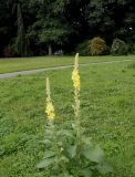 genus Verbascum. Цветущее растение. Германия, г. Крефельд, Ботанический сад. 06.09.2014.