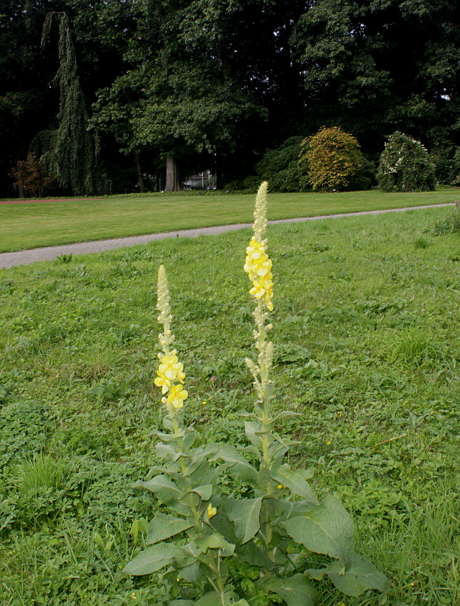 Изображение особи род Verbascum.