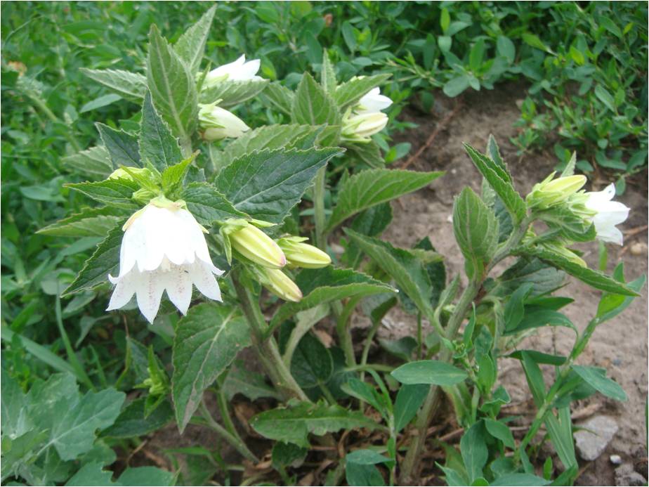 Image of genus Campanula specimen.