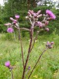 Cirsium palustre