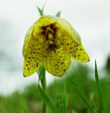 Image of taxon representative. Author is Владимир Савельев