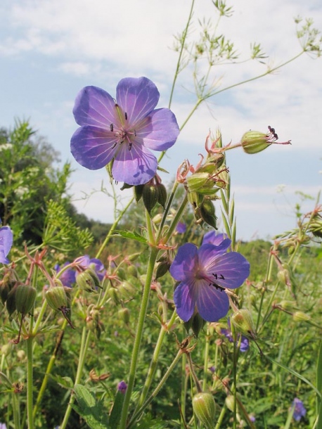 Изображение особи Geranium pratense.