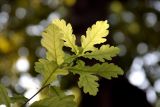 genus Quercus. Побег с молодыми листьями. Узбекистан, г. Ташкент, Ботанический сад, 22.08.2009.