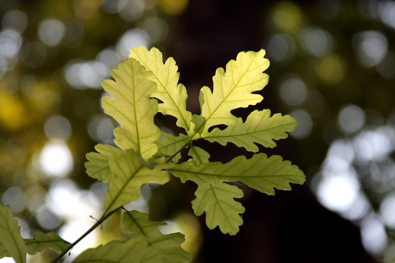 Изображение особи род Quercus.