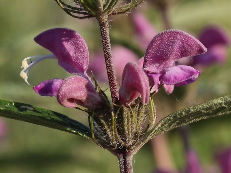 Изображение особи Phlomis pungens.