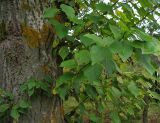 Populus balsamifera. Ствол дерева с волчковыми побегами. Республика Татарстан, г. Бавлы. 26.09.2009.