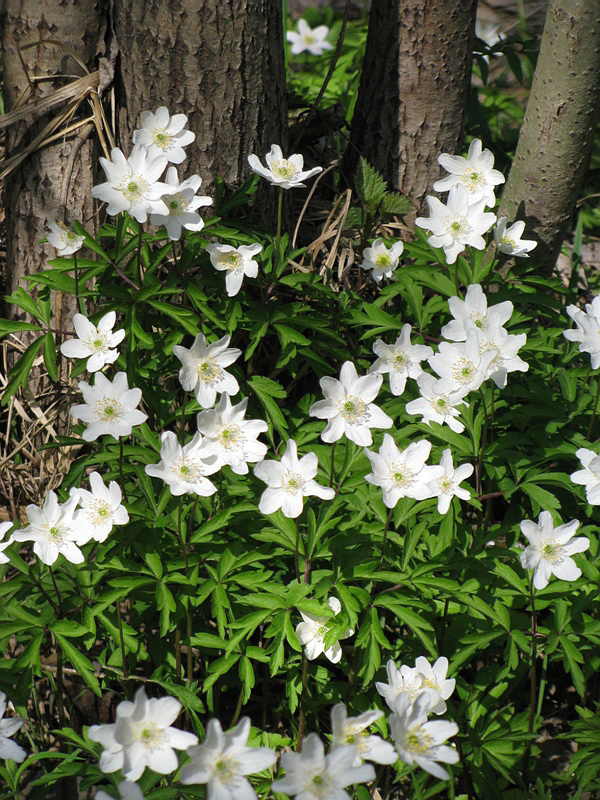 Image of Anemone nemorosa specimen.