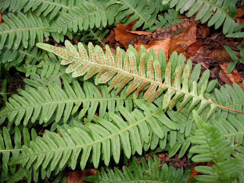 Изображение особи Polypodium &times; mantoniae.