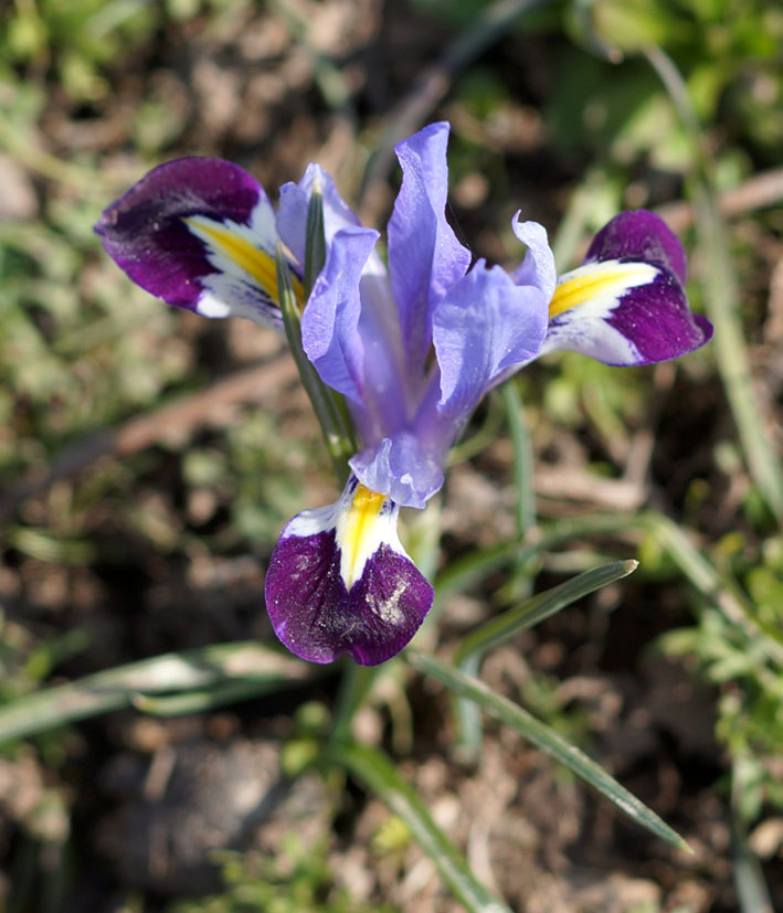 Изображение особи Iridodictyum kolpakowskianum.