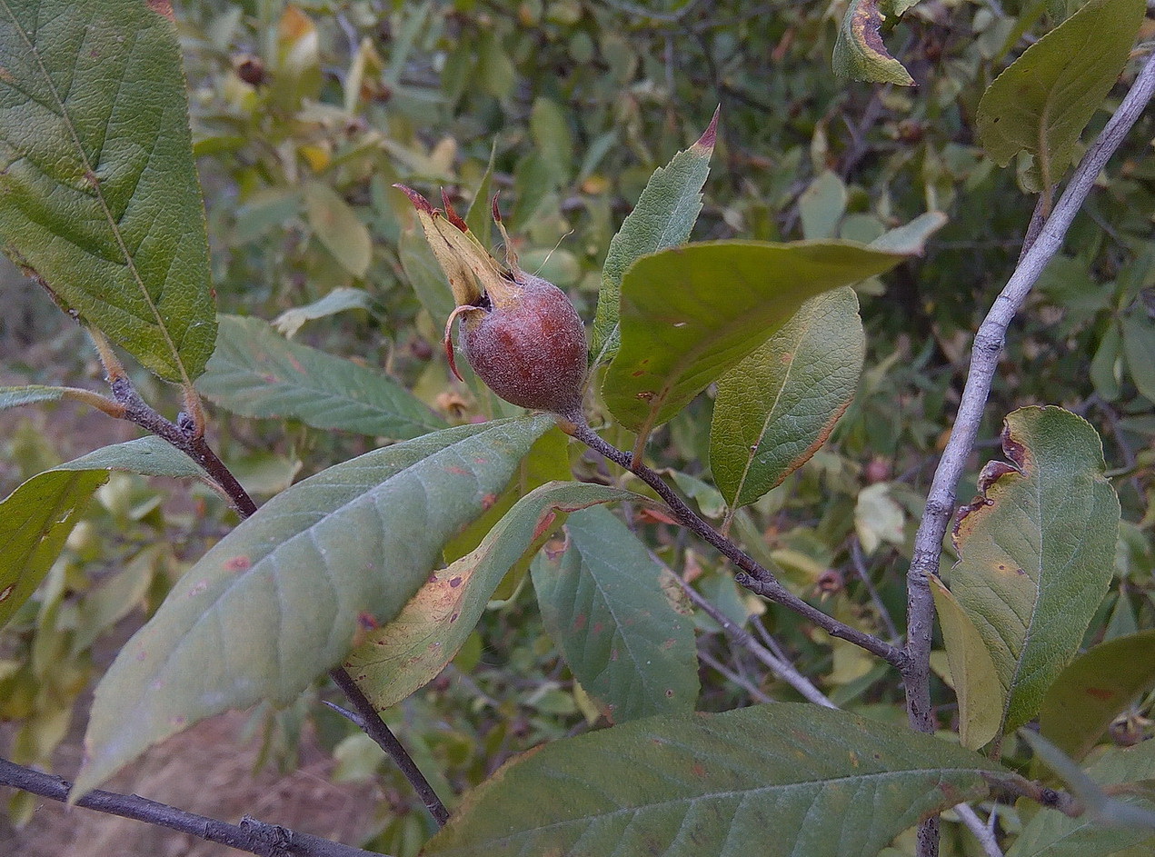 Изображение особи Mespilus germanica.