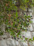 Myrtus communis