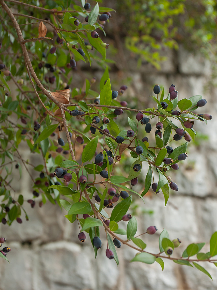 Image of Myrtus communis specimen.