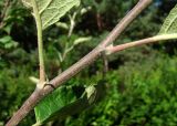 род Malus