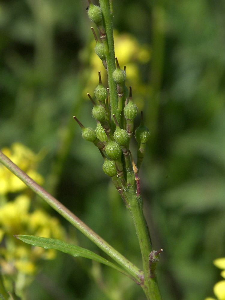 Изображение особи Rapistrum rugosum.