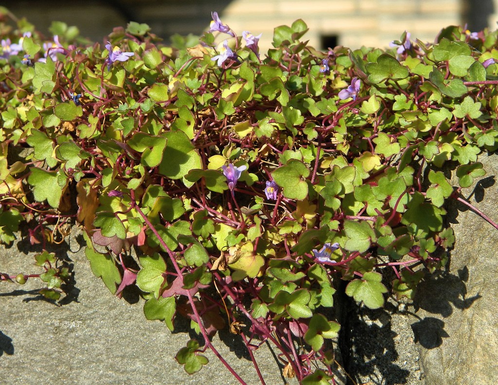 Изображение особи Cymbalaria muralis.