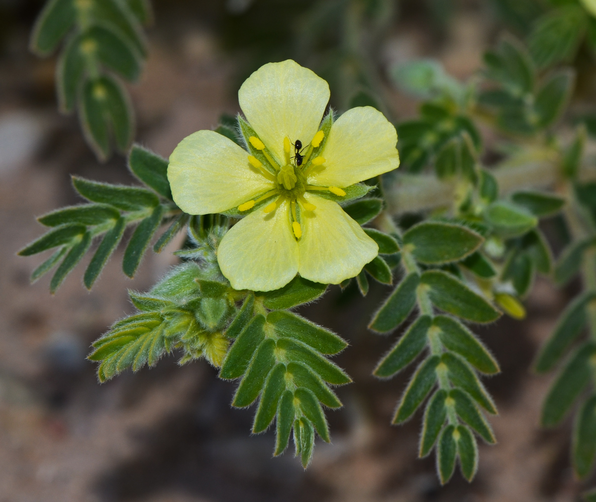 Изображение особи Tribulus macropterus.