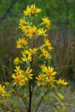 Solidago virgaurea. Общее соцветие. Новгородская обл., Боровичский р-н, западнее г. Боровичи, на вырубке. 20.06.2015.