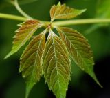 Parthenocissus quinquefolia