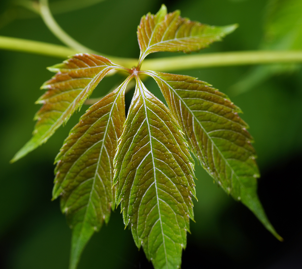 Изображение особи Parthenocissus quinquefolia.