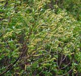 Salix triandra. Часть кроны цветущего растения (в сильный ветер). Московская обл., Раменский р-н, окр. ж.-д. платформы Хрипань, смешанный лес у ЛЭП. 17.05.2015.