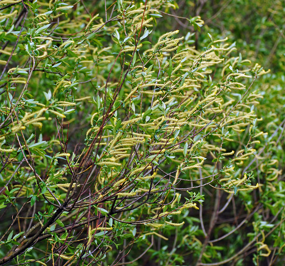 Image of Salix triandra specimen.