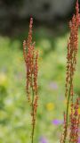 genus Rumex