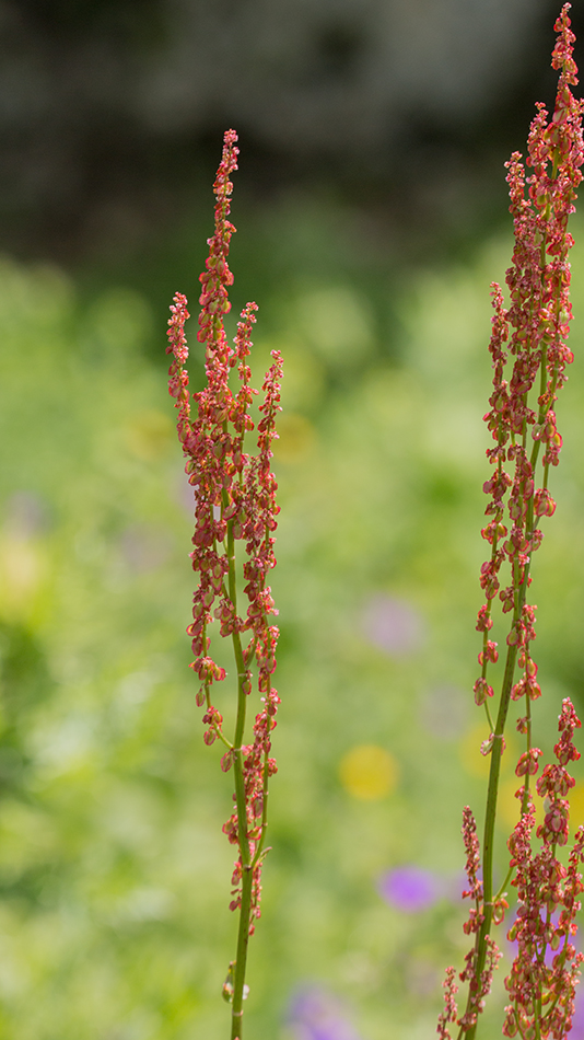 Изображение особи род Rumex.