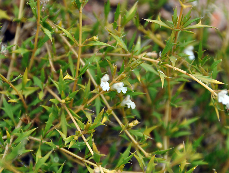 Image of Leucas spiculifera specimen.